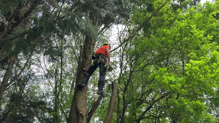 Reliable Cloverdale, CA Tree Removal and Landscaping Services Solutions